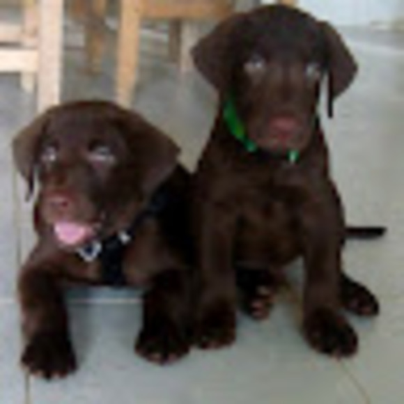 Meet your Posher, Alexandra - Picture 1 of 1